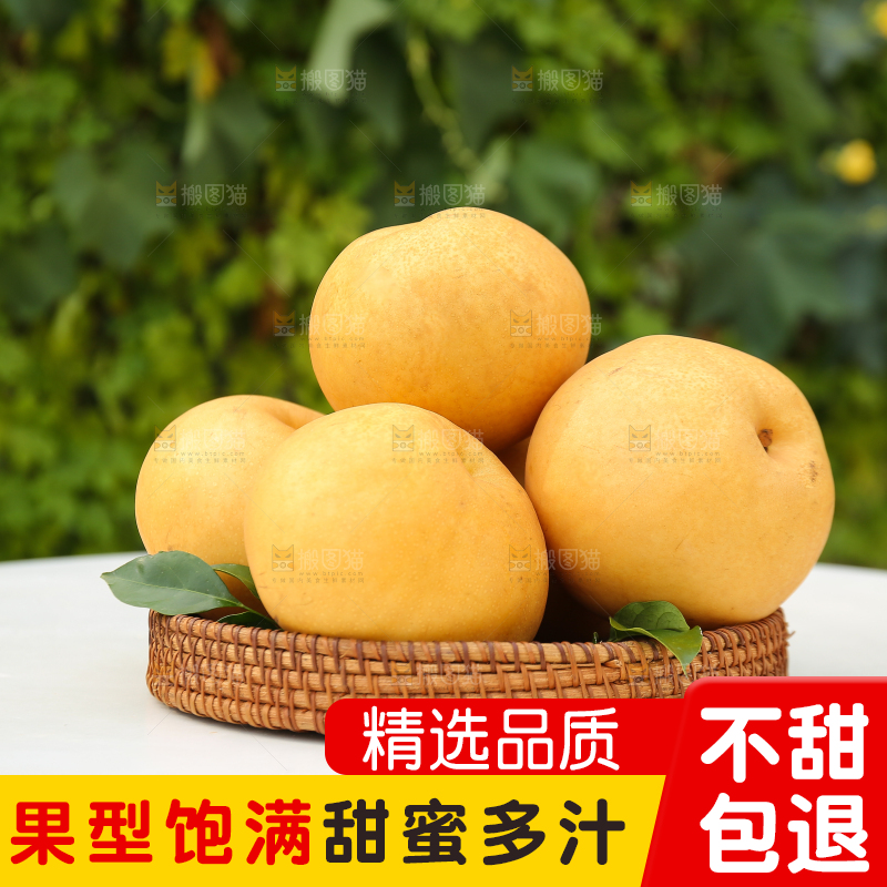 桌子上摆放着的秋月梨