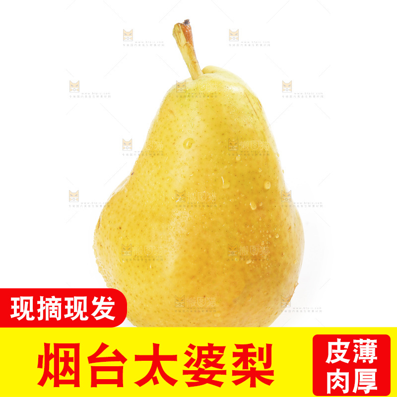 白底上的烟台太婆梨