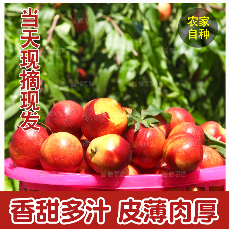 一篮现摘的新鲜油桃