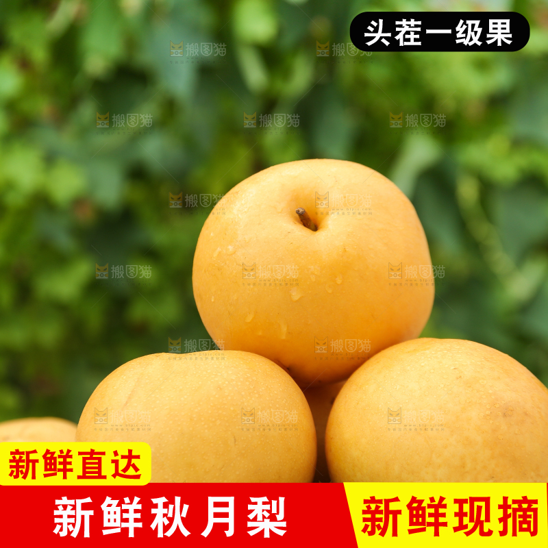 堆放着的莱阳秋月梨
