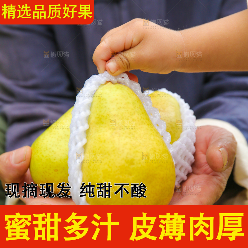 手里拿着烟台太婆梨