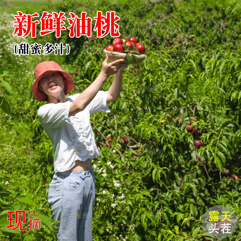 女孩手里的新鲜油桃