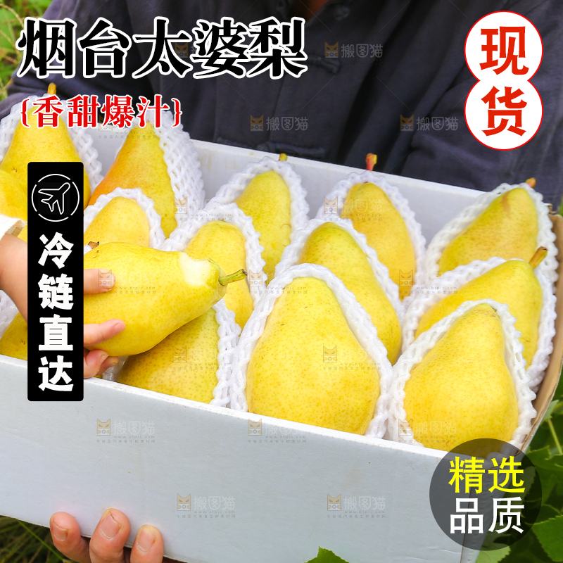 手里拿着烟台太婆梨