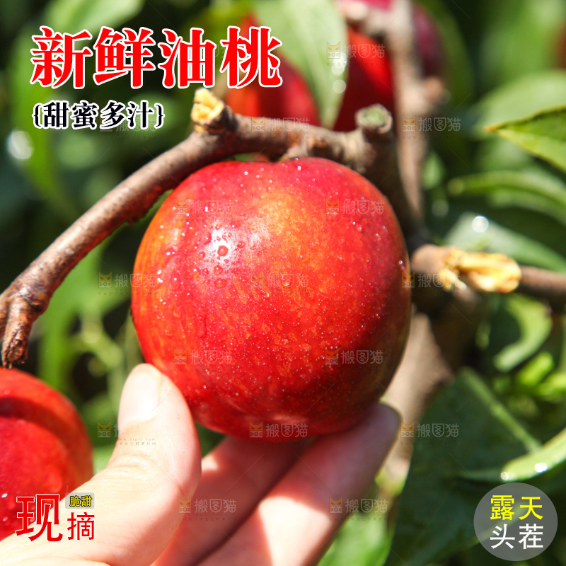 手拿着树枝上的油桃