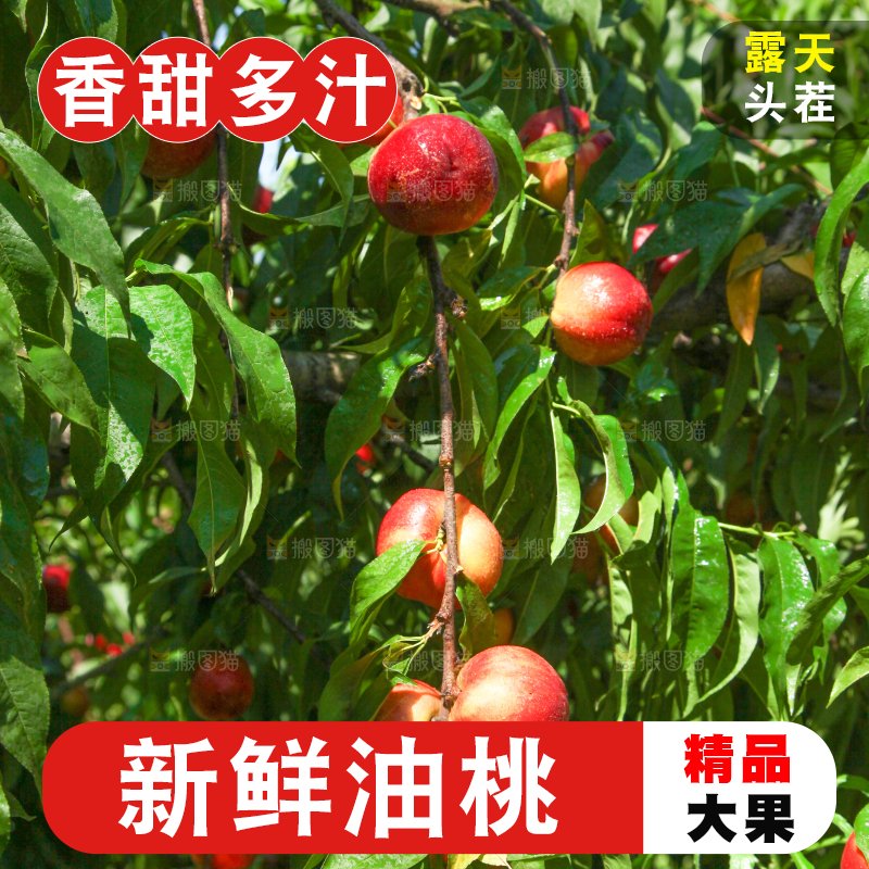 树上的黄心油桃