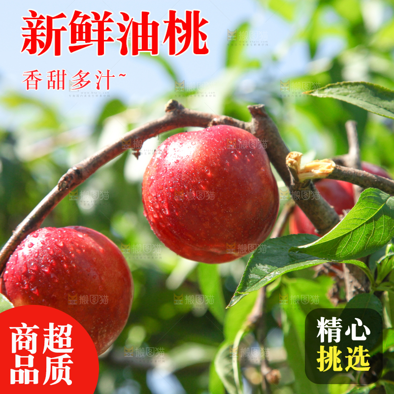 树枝上的油桃