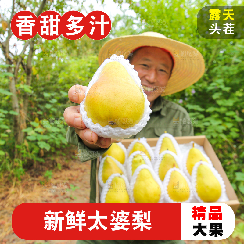 农民手里拿着太婆梨