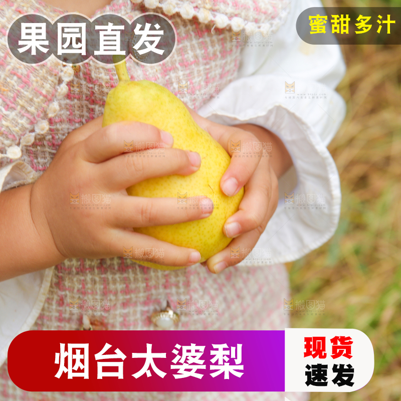 手里拿着烟台太婆梨