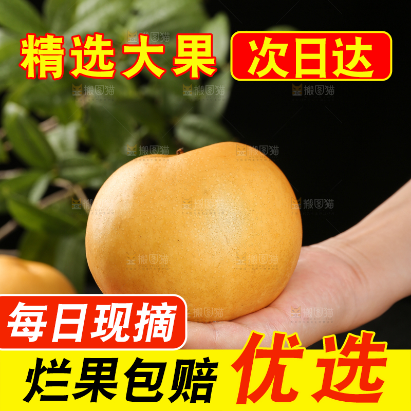 手里拿着新鲜秋月梨