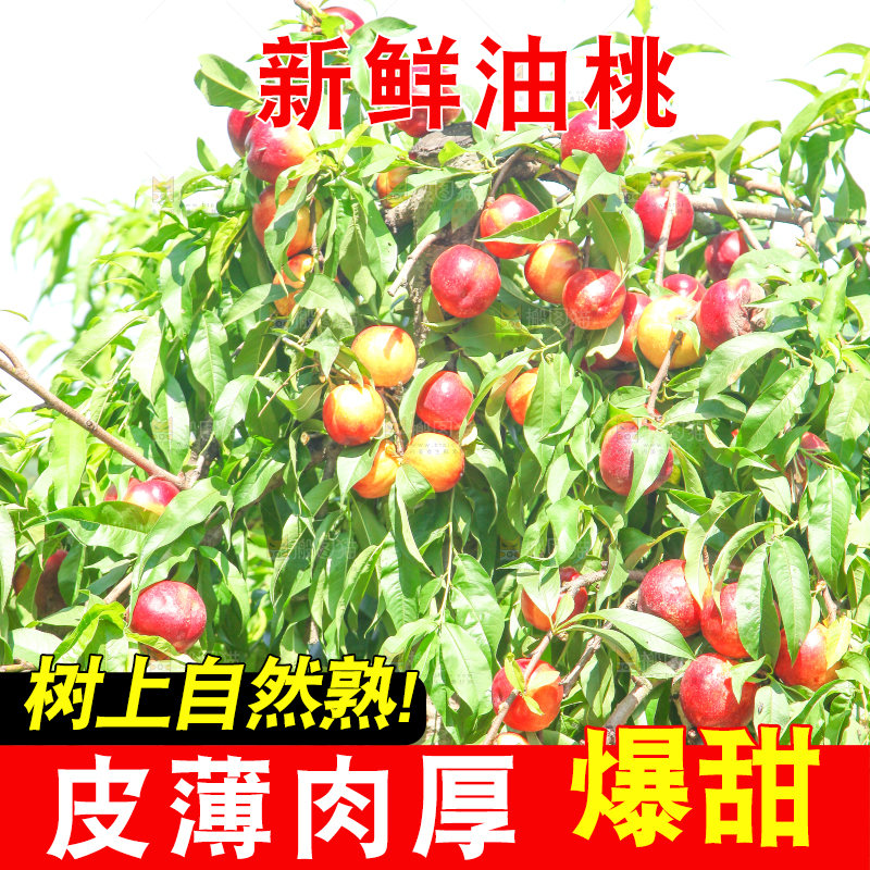 树上的黄心油桃