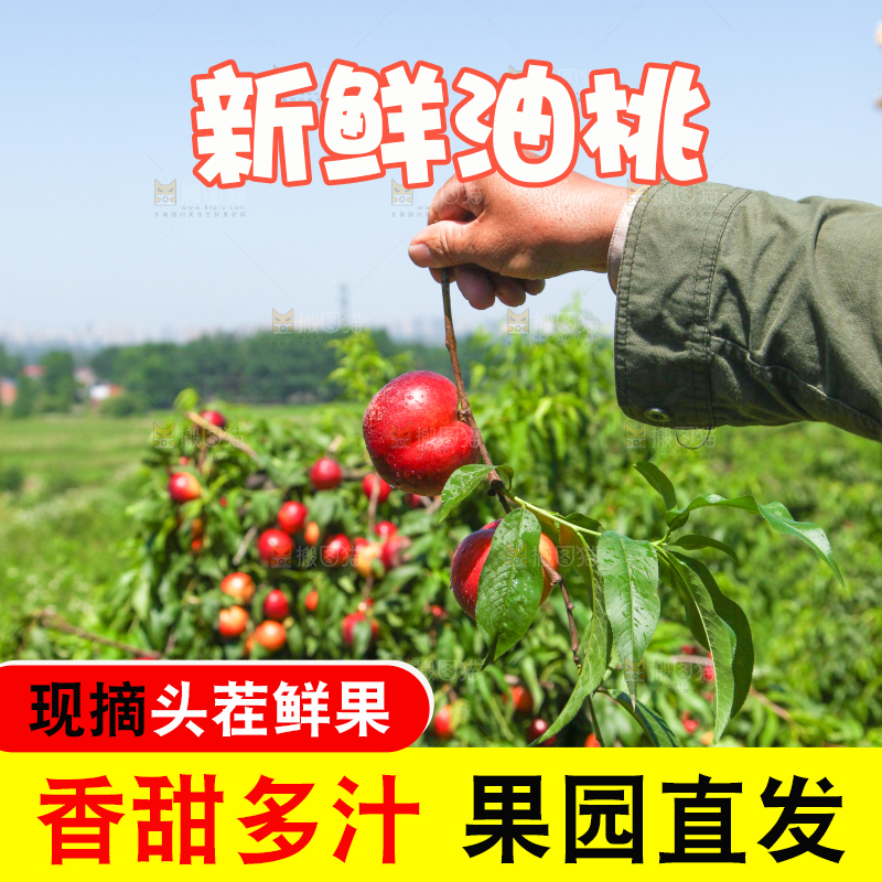 手里拿着油桃树枝