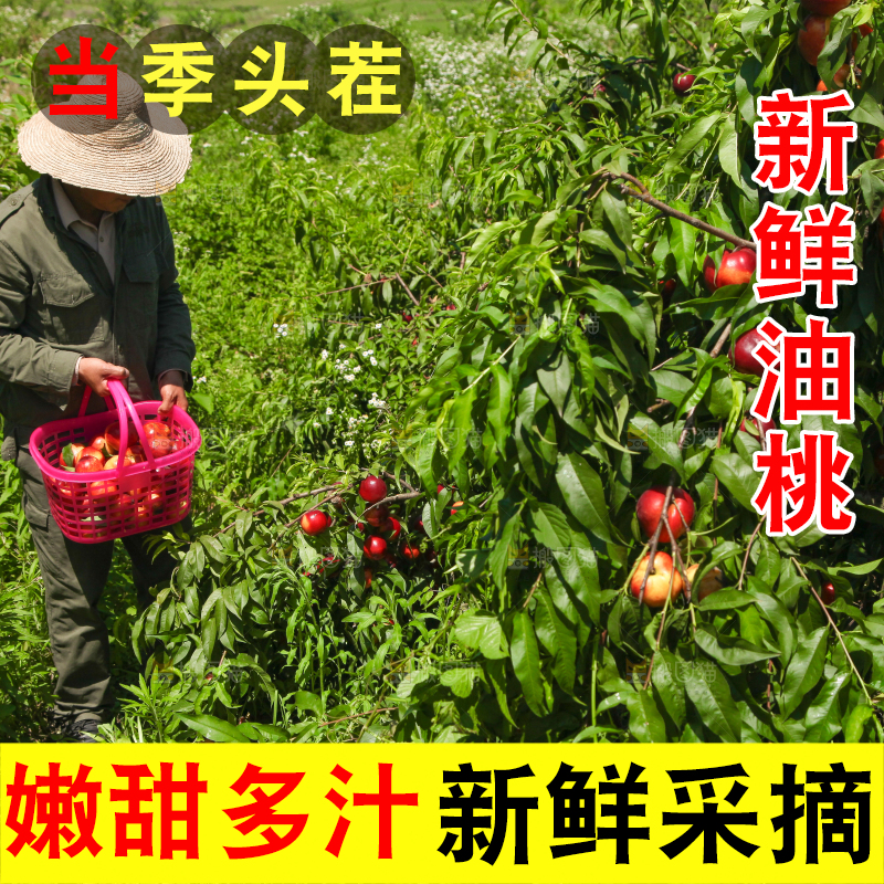 农民正在采摘油桃