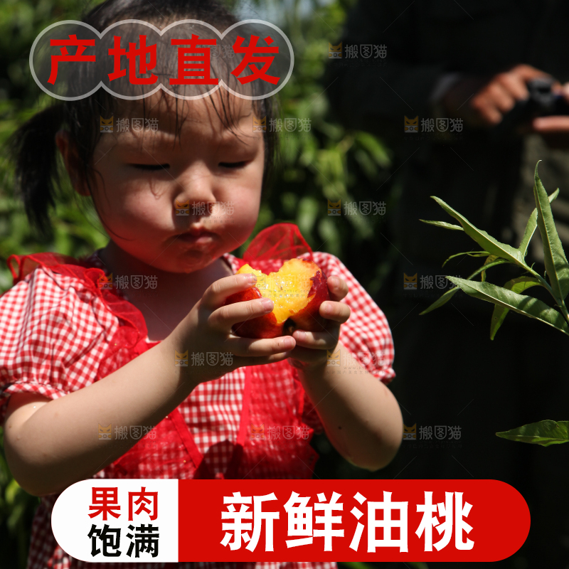 女孩正在吃着黄心油桃