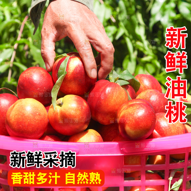 一篮现摘的新鲜油桃