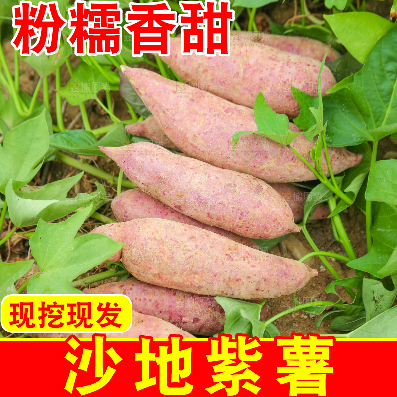 地里放着新鲜紫薯