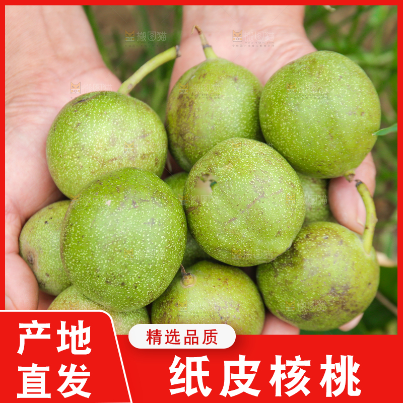 手里捧着青皮核桃