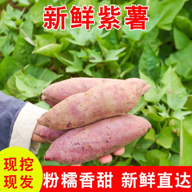 手里拿着沙地紫薯