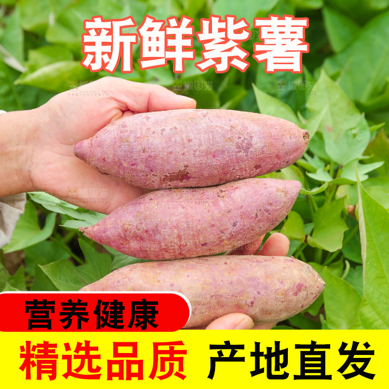 手里拿着沙地紫薯