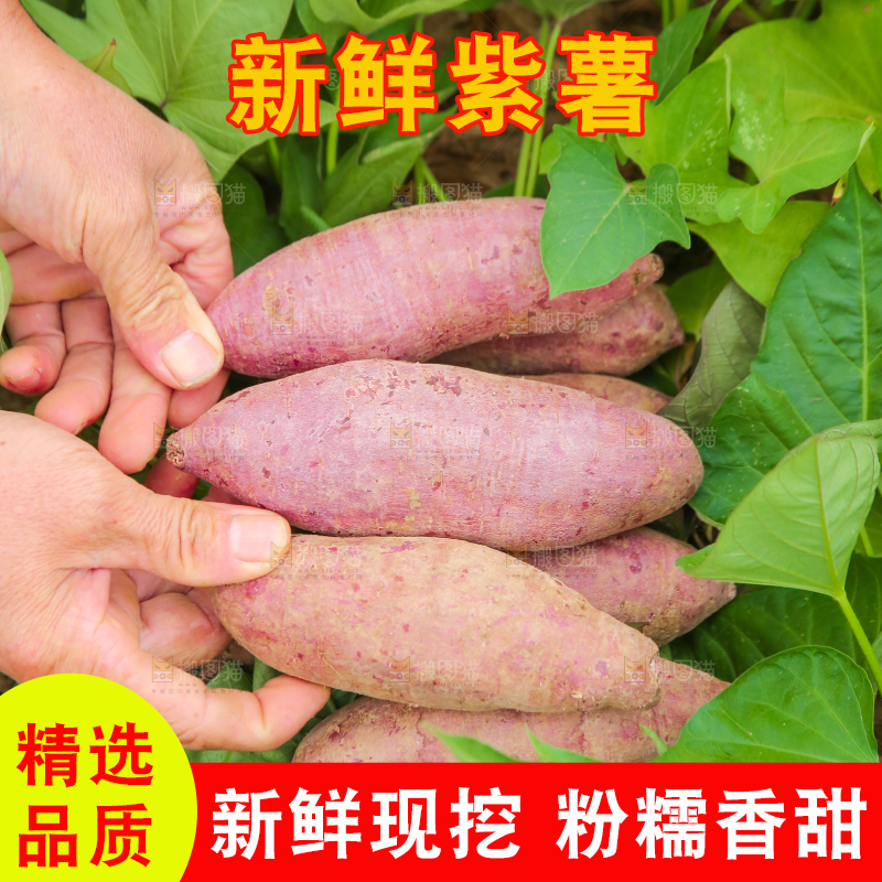 手里拿着新鲜紫薯