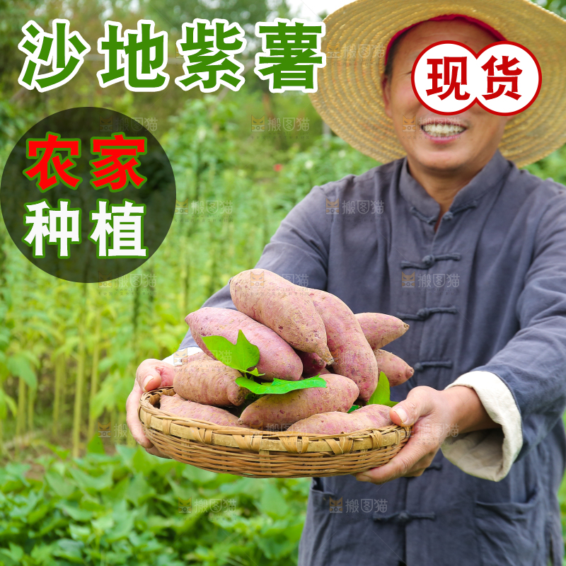 农民手里拿着一篮紫薯