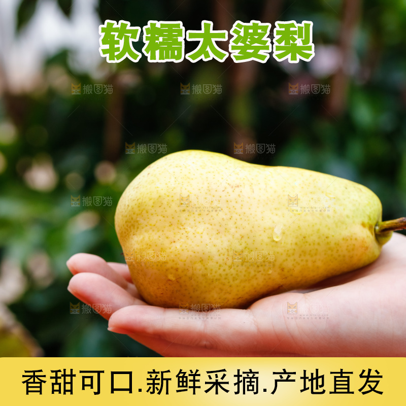 手里放着太婆梨