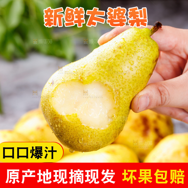 手里拿着山东太婆梨