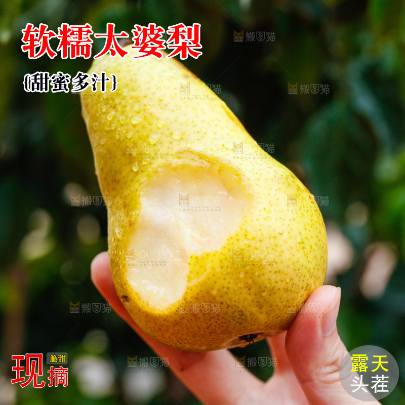 手里拿着山东太婆梨