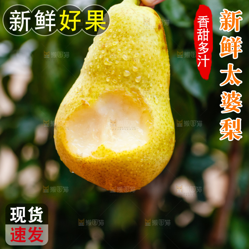 手里拿着山东太婆梨