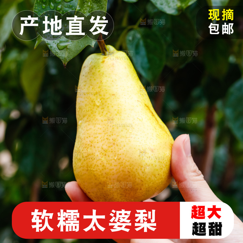 手里拿着山东太婆梨