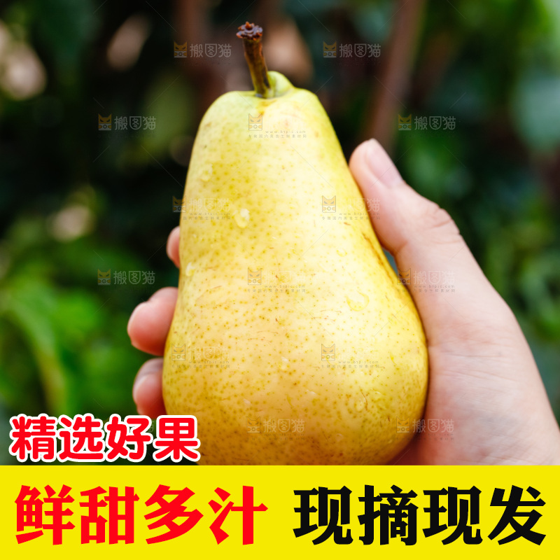 手里拿着山东太婆梨