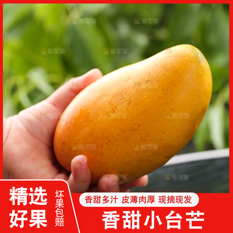 手里拿着新鲜台芒