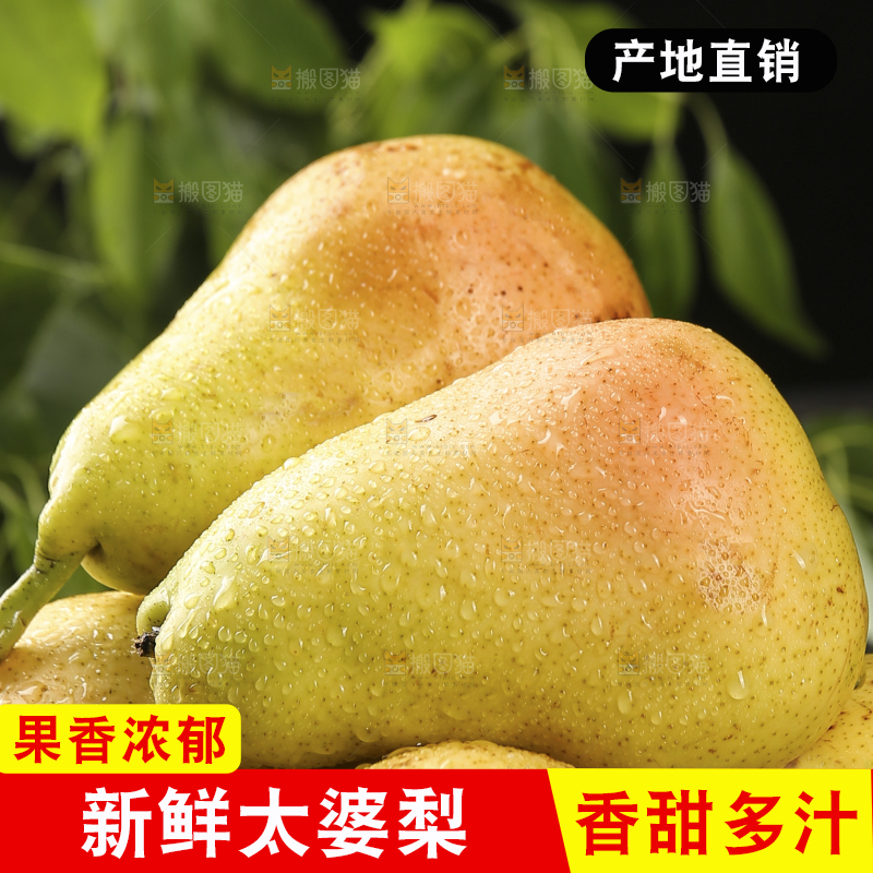 堆放着的山东太婆梨