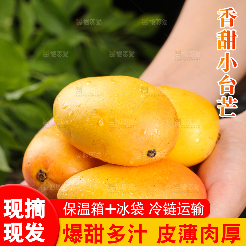 手里捧着新鲜小台芒