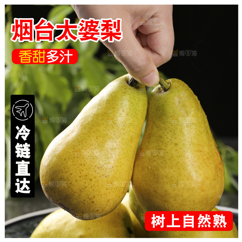 手里拿着山东太婆梨