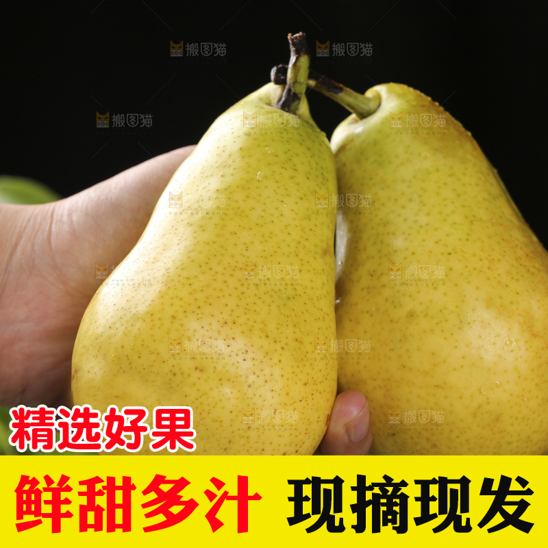 手里拿着山东太婆梨