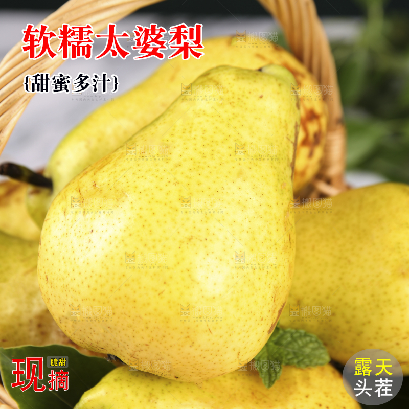 篮子里的山东太婆梨