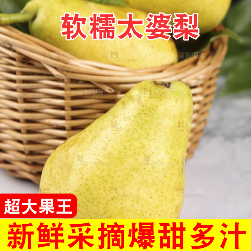 浅底上的烟台太婆梨