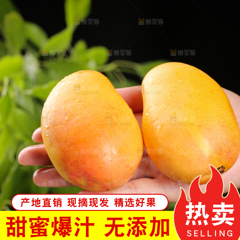 手上放着新鲜小台芒