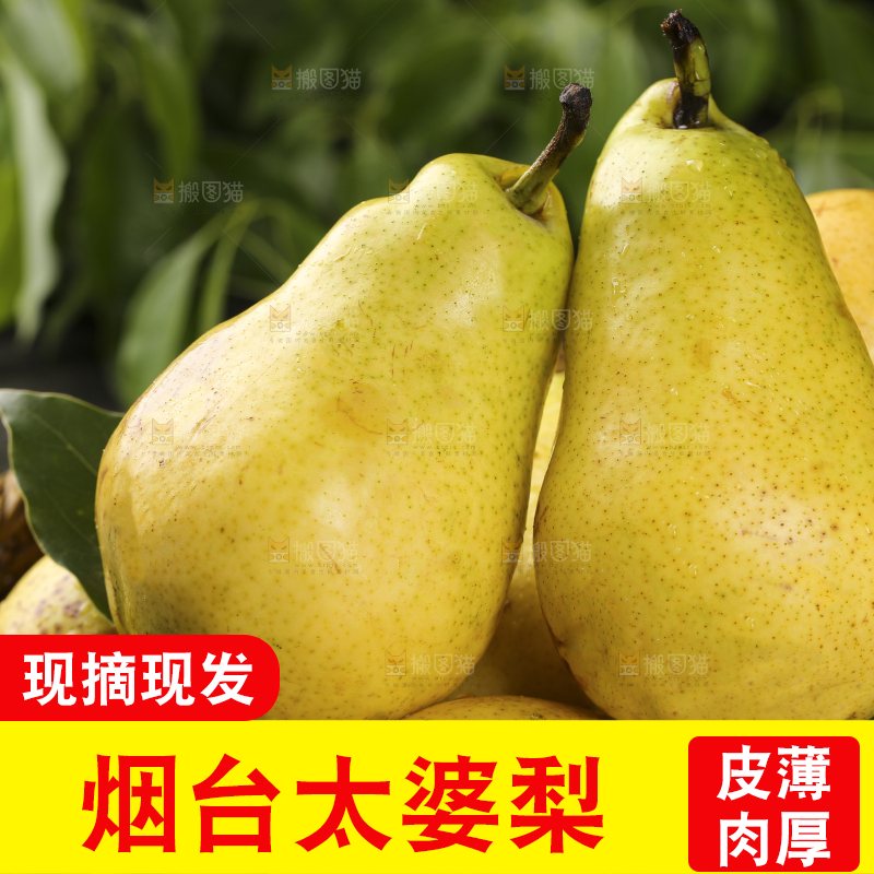 篮子里的山东太婆梨