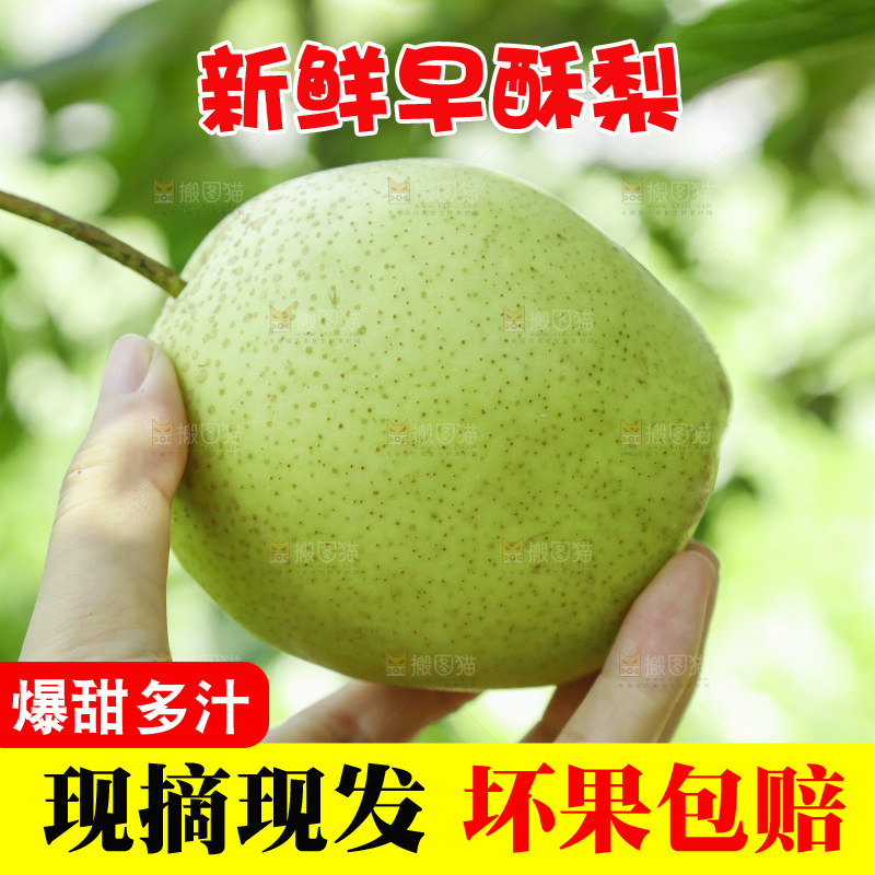 手里拿着新鲜早酥梨