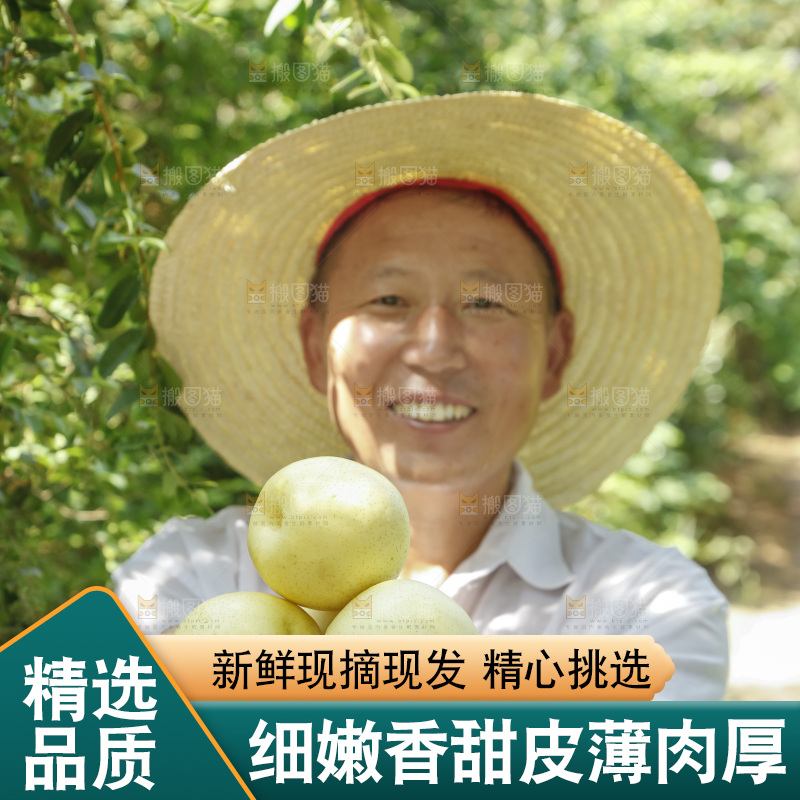 农民手里捧着河北皇冠梨