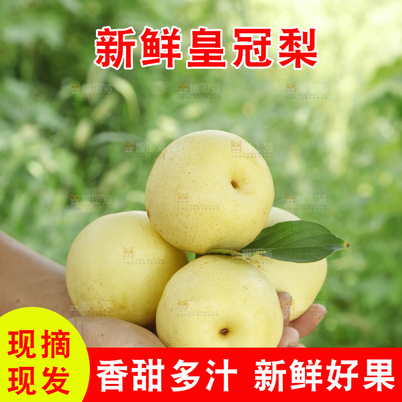 手里捧着河北皇冠梨