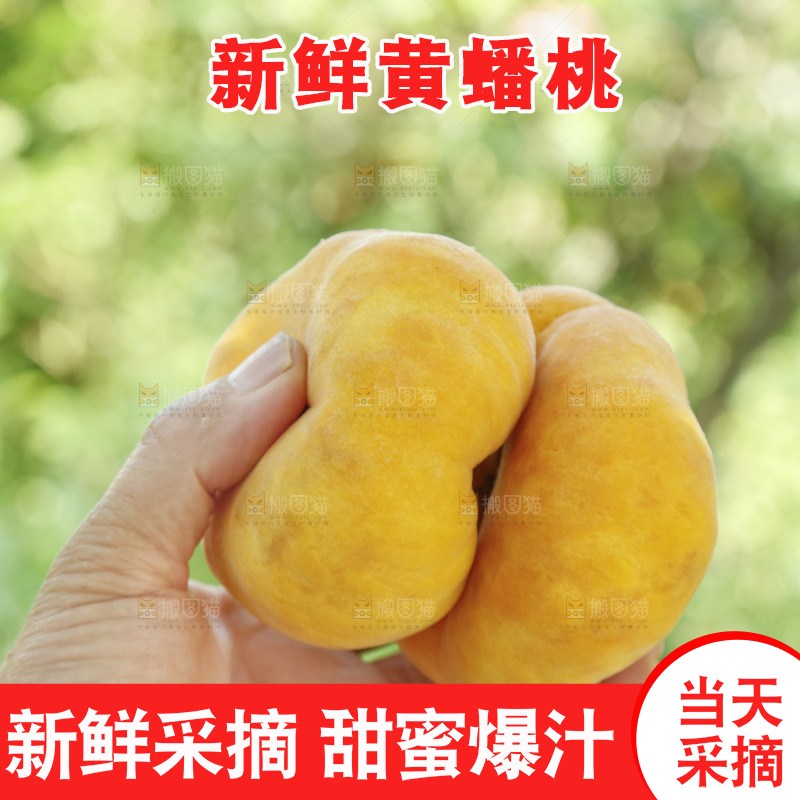 手里拿着新鲜黄蟠桃
