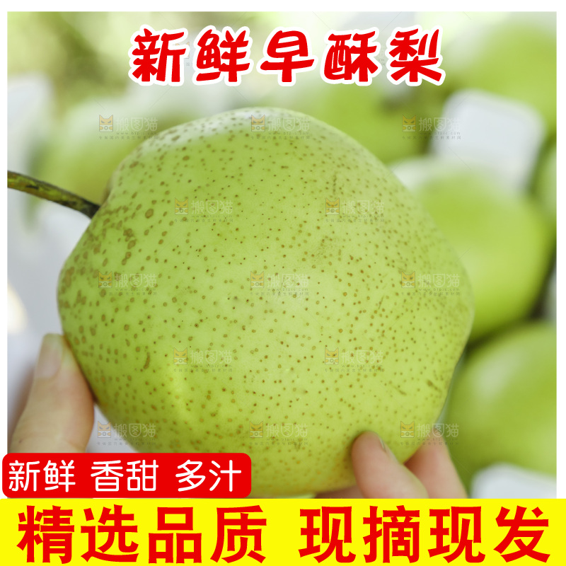 手里拿着新鲜早酥梨