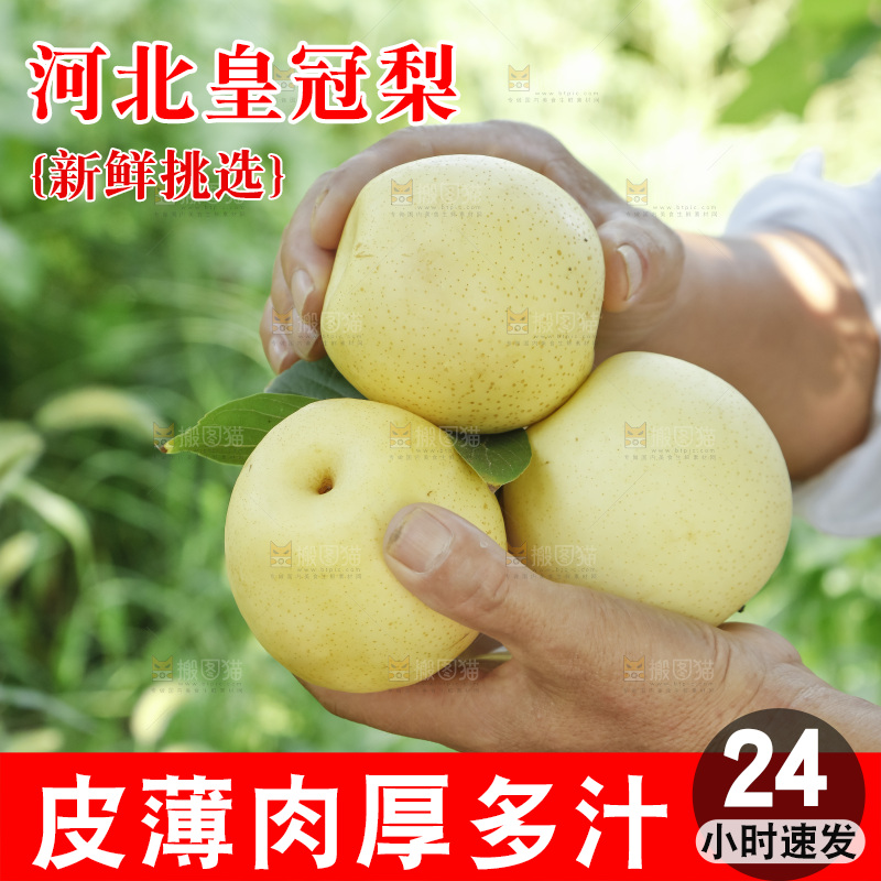 手里捧着河北皇冠梨
