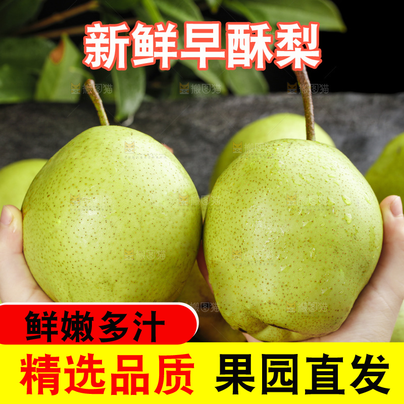 手里拿着新鲜早酥梨