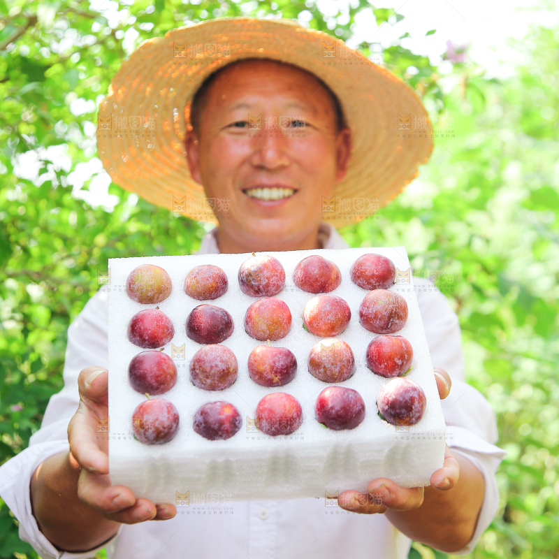 农民手里拿着一盒脆红李