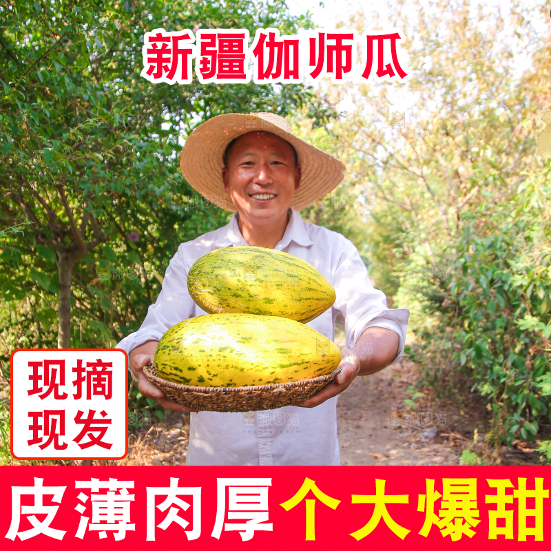 农民手里拿着一篮伽师瓜