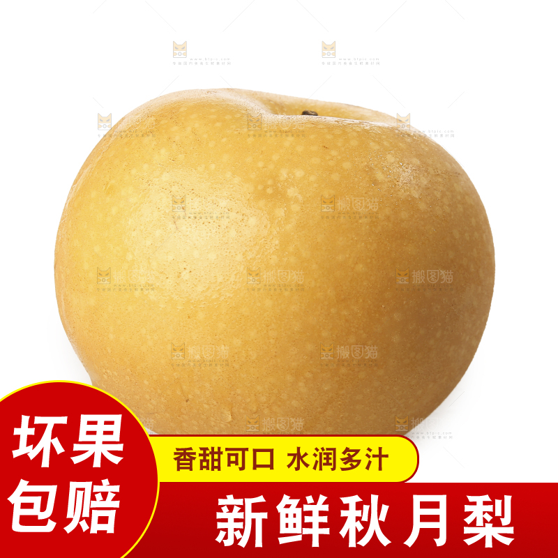 白底上的秋月梨