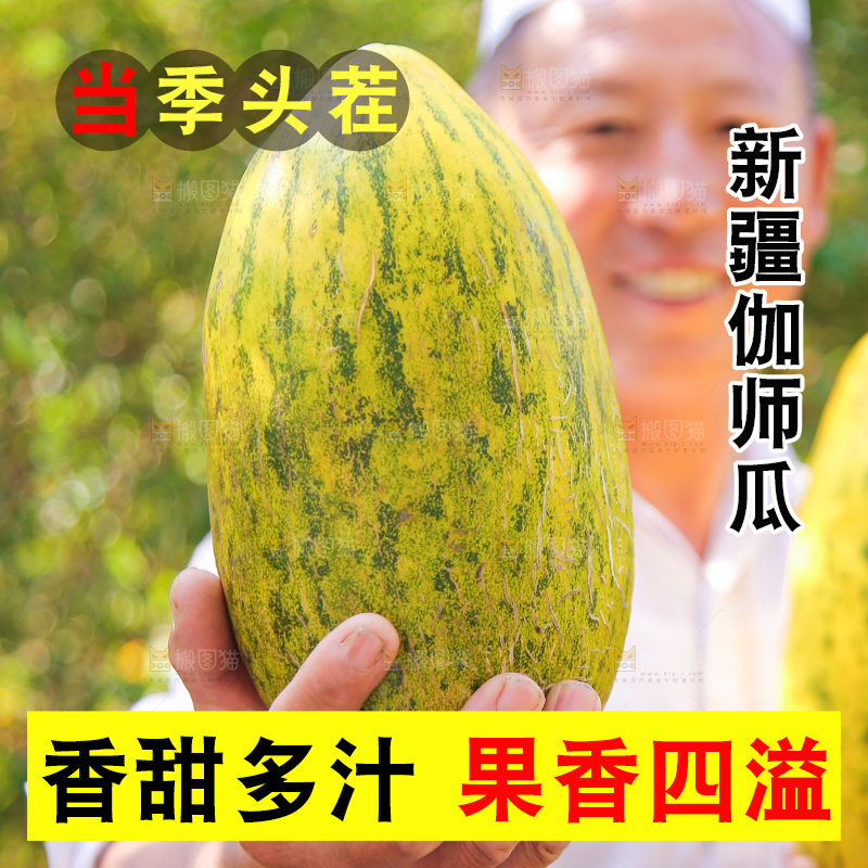 农民手拿着新鲜伽师瓜